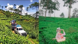 Kebun Teh Kemuning di Jawa Tengah, Info Tiket hingga Aktivitas Wisata di Dalamnya