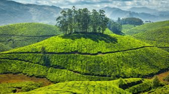 5 Kebun Teh Bogor dengan Pesona yang Bisa Memanjakan Mata