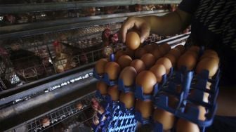 H-1 Tahun Baru 2022, Harga Daging dan Telur Ayam di Palembang Masih Tinggi