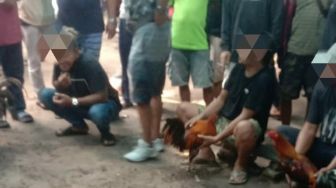 Dikenal dengan Kota Agamis, Dewan Bontang Tegur Praktik Sabung Ayam di Jalan Flores