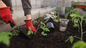 5 Manfaat Berkebun di Rumah, Salah Satunya Bisa Menyegarkan Pikiran