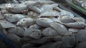 Bumbu Penyedap Rasa dari Olahan Ikan Bete-bete Buatan Peneliti Makassar