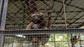 Hore! 2 Bayi Owa Ungko Lahir, Lengkapi Koleksi Satwa di Kebun Binatang Jurug