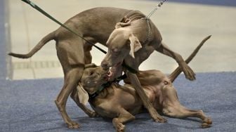 Dua vizsla Jerman bermain selama European Dogs Show di Budapest, Hungaria, pada (28/12/2021). [ATTILA KISBENEDEK / AFP]