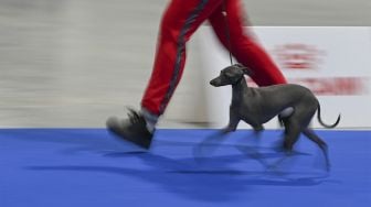 Seekor anjing Greyhund berkompetisi selama European Dogs Show di Budapest, Hungaria, pada (28/12/2021). [ATTILA KISBENEDEK / AFP]