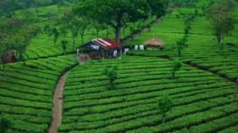 Wisata Asyik di Kebun Teh Lawang, Pesona Alam yang Sejuk di Malang