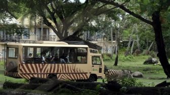 Wisatawan menaiki bus keliling saat mengunjungi objek wisata kebun binatang di Bali Safari and Marine Park, Gianyar, Bali, Rabu (29/12/2021). [ANTARA FOTO/Nyoman Hendra Wibowo]