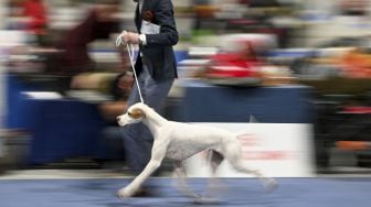 Seekor anjing Pointer Inggris berkompetisi selama European Dogs Show di Budapest, Hungaria, pada (28/12/2021). [ATTILA KISBENEDEK / AFP]