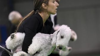 Seorang peserta memegang anjing terrier Bedlington-nya selama European Dogs Show di Budapest, Hungaria, pada (28/12/2021). [ATTILA KISBENEDEK / AFP]