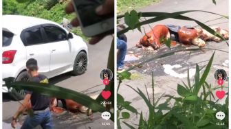 Viral Babi Guling Jatuh di Jalan, Batal Tes Kriuk