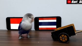 Ramalan Indonesia Menang Piala AFF 2020 Meleset, Ini 5 Fakta Menarik Burung Lovebird Bony
