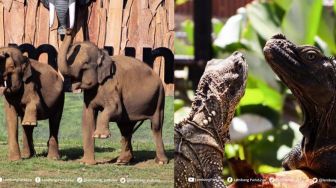 Kebun Binatang Lembang, Tempat Wisata Terbaru Bandung yang Wajib Anda Kunjungi