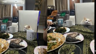 Kucing Mental Sultan Tak Doyan Ikan, Ikut Join di Meja Makan Hingga Naik Treadmill