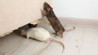 7 Cara Mencegah Leptospirosis, Perketat Proteksi Diri dan Disiplin Jaga Kebersihan