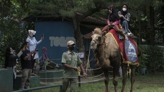 Wisatawan menaiki unta di Batang Dolphins Center, Kabupaten Batang, Jawa Tengah, Sabtu (1/1/2022). [ANTARA FOTO/Harviyan Perdana Putra]