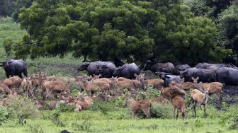 Kawanan rusa timor (cervus temorensis) dan kerbau liar (babalu bubalis) berada di Savana Bekol, Taman Nasional Baluran, Situbondo, Jawa Timur, Sabtu (1/1/2022).[ANTARA FOTO/Budi Candra Setya]