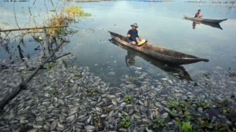 1.764 Ton Ikan Mati di Danau Maninjau, Kerugian Mencapai Rp 35 Miliar