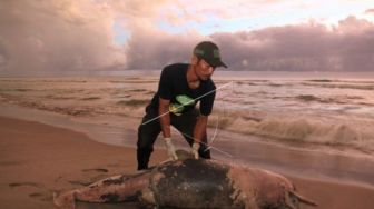Seekor Lumba-lumba Panjang 2,5 Meter Ditemukan Mati di Pantai Aceh Selatan