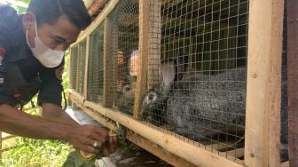 Pemuda di Cianjur Ubah Urine Kelinci Jadi Pupuk Organik