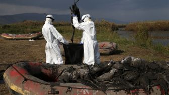 Ribuan Burung Bangau di Israel Mati Akibat Wabah Flu Burung
