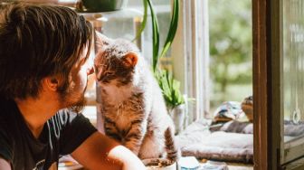 6 Tips Menghilangkan Ketombe pada Bulu Kucing, Berikan Asupan Makanan Bergizi hingga Sampo Khusus