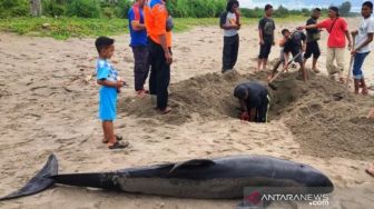 Lumba-lumba Mati di Pantai Aceh Selatan, Ini Penyebabnya