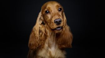 Viral Anjing Punya Rambut Pirang Berkilau Seperti Pakai Wig, Jadi Sorotan Warganet