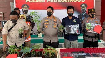 Kasus Tanaman Ganja Ini Jadi Kasus Pertama Bagi Kepolisian Probolinggo