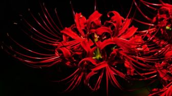 Higanbana: Bunga Menawan dari China dan Simbol Kematian di Jepang