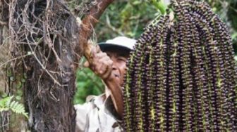 Pengembangan Pohon Aren di Tuana Tuha, Bupati Edi Damansyah Beri Janji Manis Ini