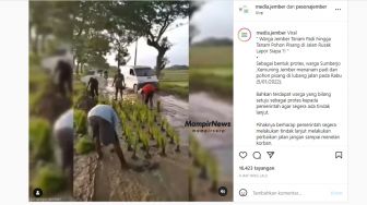 Tak Kunjung Diperbaiki, Warga Jember Tanam Padi hingga Pohon Pisang di Jalan Rusak