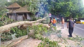 4 Pohon di Sekitar Monkey Forest Ubud Tumbang Dan Timpa Kabel Listrik