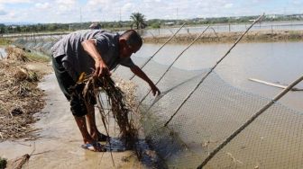 Nelayan Keramba Lhokseumawe Gagal Panen Akibat Banjir, Kerugian Ratusan Juta