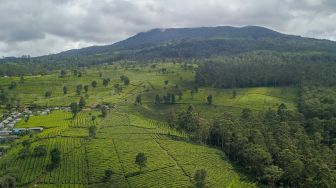 Perkebunan Teh di Jawa Barat Menjadi yang Terluas di Indonesia