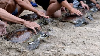 Relawan melepasliarkan penyu hijau (Chelonia mydas) di Pantai Kuta, Badung, Bali, Sabtu (8/1/2022). ANTARA FOTO/Fikri Yusuf

