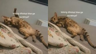 Viral Reaksi Kucing saat Diminta Tutup Aurat Gegara Posisi Rebahan, Publik: Halal Mode