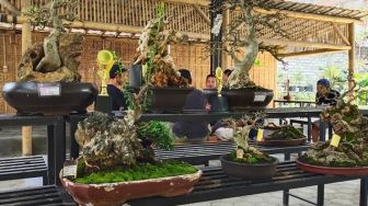 Kenalkan Seni Bonsai ke Pengunjung, RBC Gelar Pameran