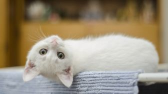 Cara Mengobati Jamuran Pada Kucing Berdasar Penyebabnya