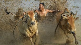 Joki memacu sapinya saat latihan pacu jawi di Nagari Parambahan, Kabupaten Tanah Datar, Sumatera Barat, Sabtu (8/1/2022). [ANTARA FOTO/Iggoy el Fitra]