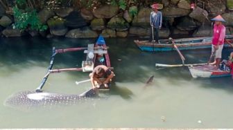 Ikan Hiu Tutul Terdampar di Pantai Sukaraja, Diduga Akan Melahirkan