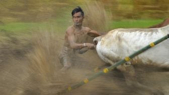 Joki memacu sapinya saat latihan pacu jawi di Nagari Parambahan, Kabupaten Tanah Datar, Sumatera Barat, Sabtu (8/1/2022). [ANTARA FOTO/Iggoy el Fitra]