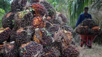 Harga Sawit Riau Makin Moncer, Sekarang Rp2.232 per Kilogram