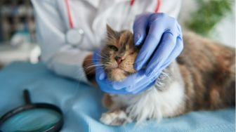 Bikin Mewek, Induk Kucing Bawa Anaknya Sakit ke Depan Rumah Minta Diselamatkan