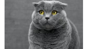 Gemas! Kucing Colong Uang Pemilik, Warganet: Kepergok Pura-pura Lucu