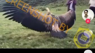 CEK FAKTA: Viral Video Penampakan Burung Garuda, Benarkah?