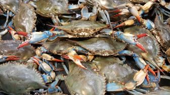 Duh! Bikin 1,5 Ton Kepiting Membusuk, Suzuki Finance Digugat ke Pengadilan