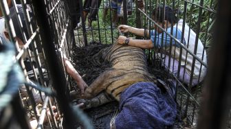 Petugas memeriksa seekor harimau sumatera (Panthera trigis sumatrae) dalam kandang perangkap di kawasan Maua Hilir, Nagari Salareh Aia, Kabupaten Agam, Sumatera Barat, Selasa (11/1/2022).  ANTARA FOTO/Muhammad Arif Pribadi
