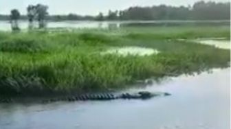 Viral Buaya Muncul di Rawa Tanjung Batu, Warga Takut ke Sungai