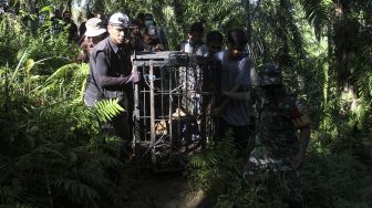 Petugas bersama warga mengangkat perangkap yang berisikan seekor harimau sumatera (Panthera trigis sumatrae) di kawasan Maua Hilir, Nagari Salareh Aia, Kabupaten Agam, Sumatera Barat, Selasa (11/1/2022). ANTARA FOTO/Muhammad Arif Pribadi