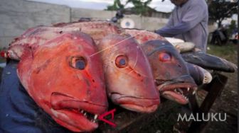 Ekspor Ikan Kerapu Belitung ke Hong Kong Menurun